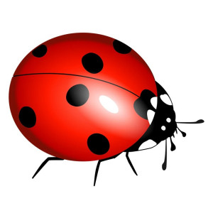 Sticker Coccinelle Réaliste | Déco & Cadeau Original Nature