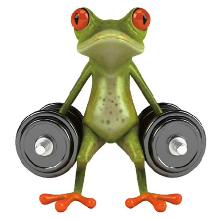 Funny Weightlifting Frog Sticker | Cute Gym Decal for Fitness