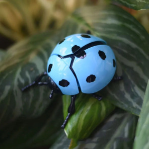 Bouncing Ladybug Wind-Up Toy | Cute & Funny Desk Gift