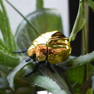 Chrome Wind-Up Beetle Toy | Unique Mechanical Gift | 3 Colors