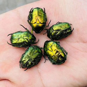 Real Framed Beetle Taxidermy | Emerald Insect Wall Decor