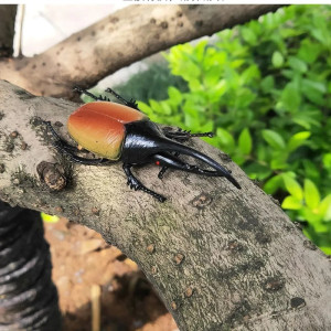 5 Pcs Horned Beetle Toy Set | Unique Educational Insect Gift