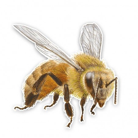 Autocollants Abeille réaliste, pour voiture, moto, etc.. Magnifiquement dessiné et coloré - 14 cm x 14 cm