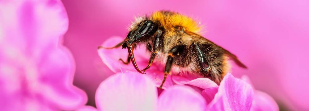 Déguisements Abeille Homme, Femme, enfant et Mascotte Abeille !