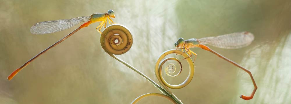 Dragonfly Earrings