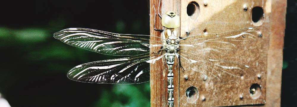 Portachiavi Libellula