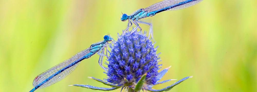 Les abeilles et ses amis pollinisateurs: les pollinisateurs et autres insectes sont essentiels pour la biodiversité urbaine!