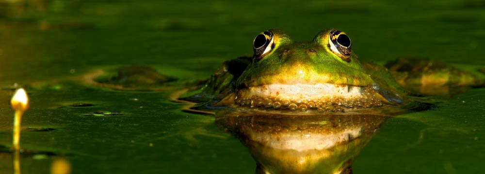 All about frogs and amphibians: life cycle and habitats!