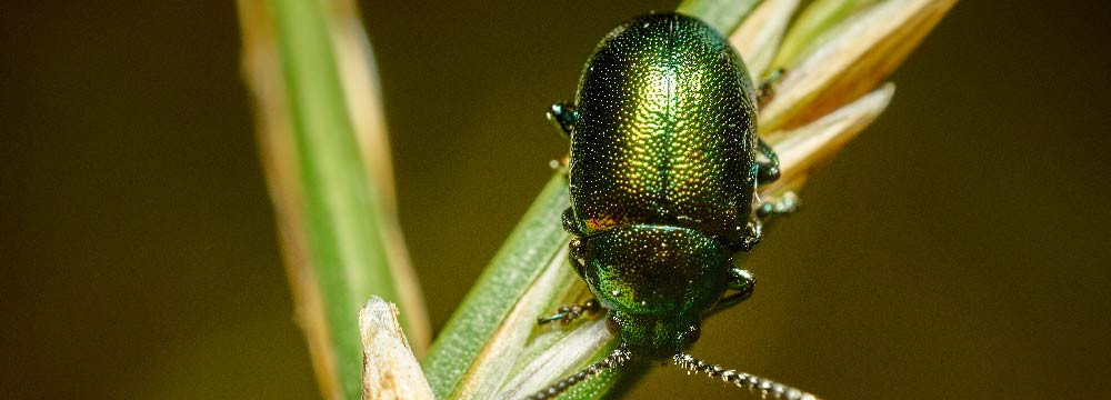 Scarabeo: è utile o dannoso per il tuo giardino?