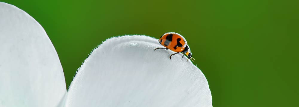 Ladybug Earrings