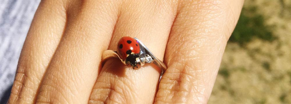 Bagues Coccinelle