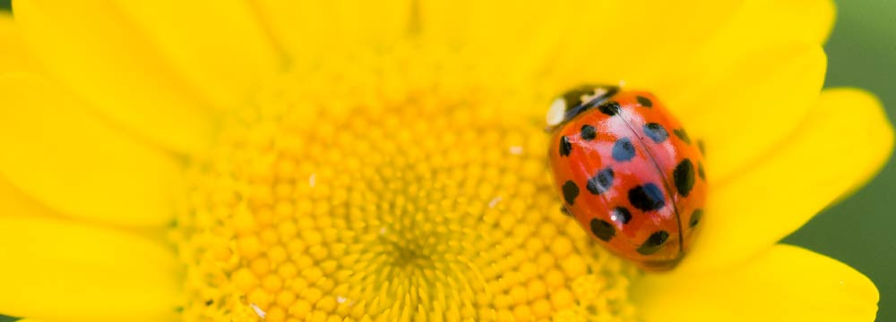 Ladybug Stickers