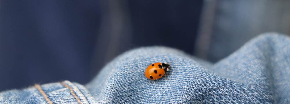 Ladybug Patches & Badges