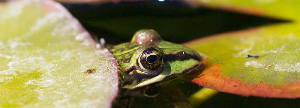 Pendientes de Ranas