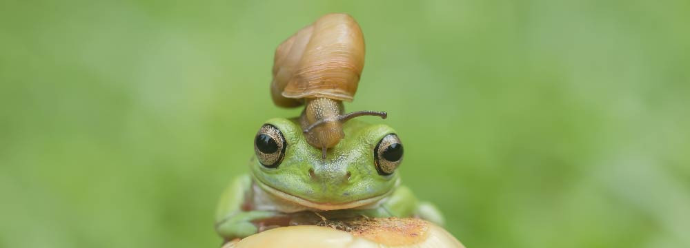 Casquette Grenouilles
