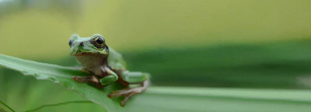 Parches y escudos Ranas