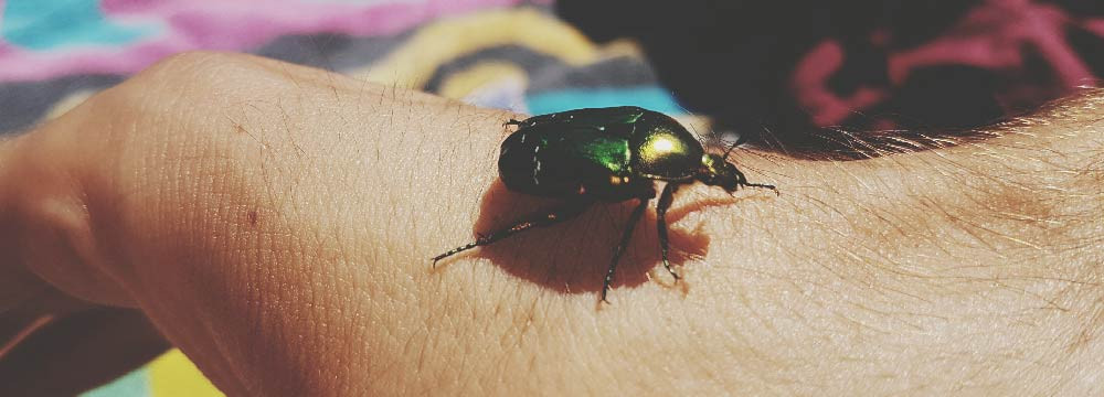 Scarab Rings
