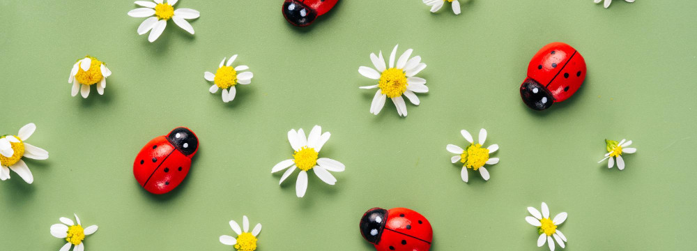 Scopri la nostra collezione legata allo Scrapbooking Coccinella