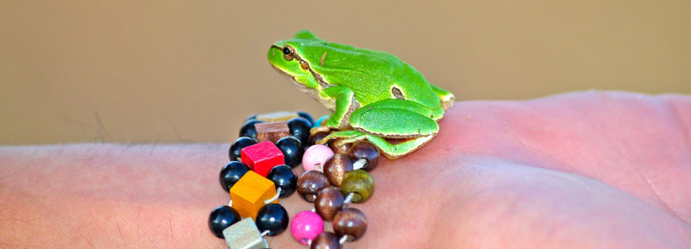 Bracciali Rana