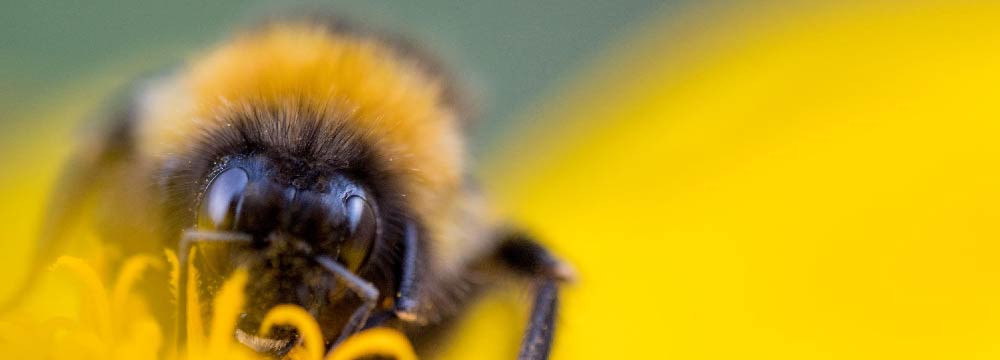 Bee costumes and fancy dress for women and for men!