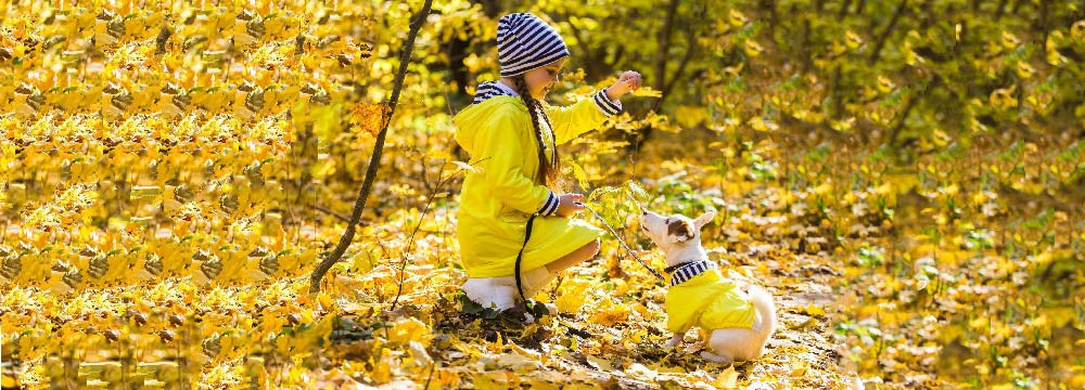 bee coat for dogs or cats!