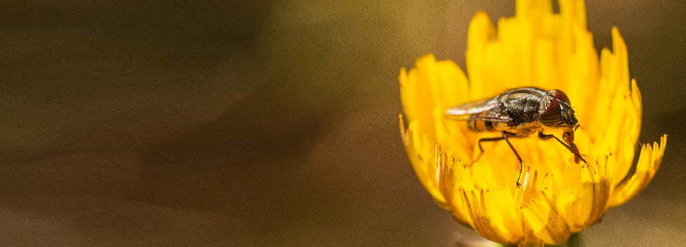 Collection de montres abeilles