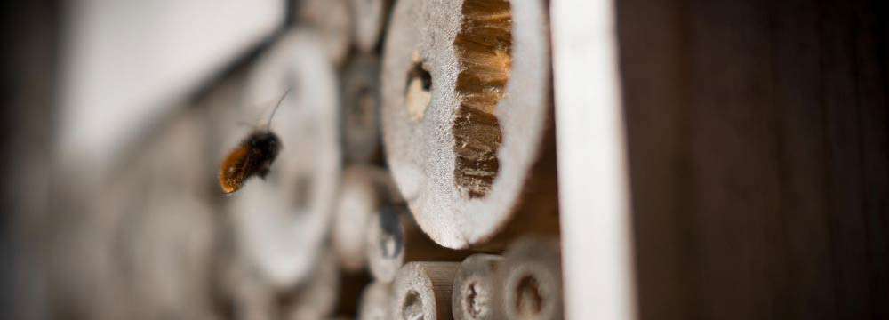 Découvrez notre sélection de dortoirs spécial pour abeilles !