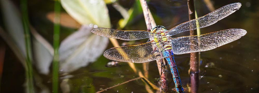 Libellen und Kleinlibellen: faszinierende Wasserinsekten