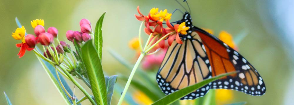 Tout connaître sur les papillons : ce qu'il faut savoir sur les papillons !