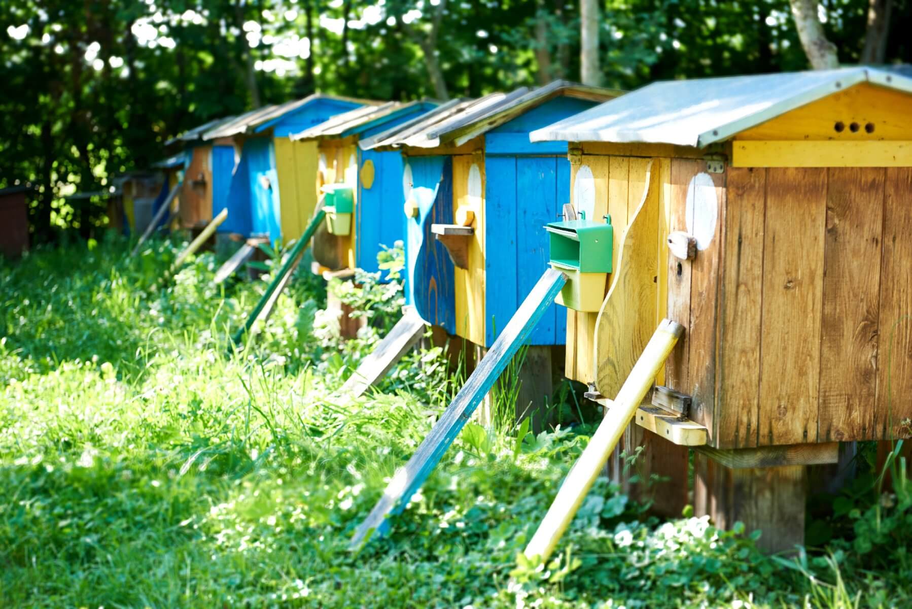 Ce que les abeilles offrent à l’humanité