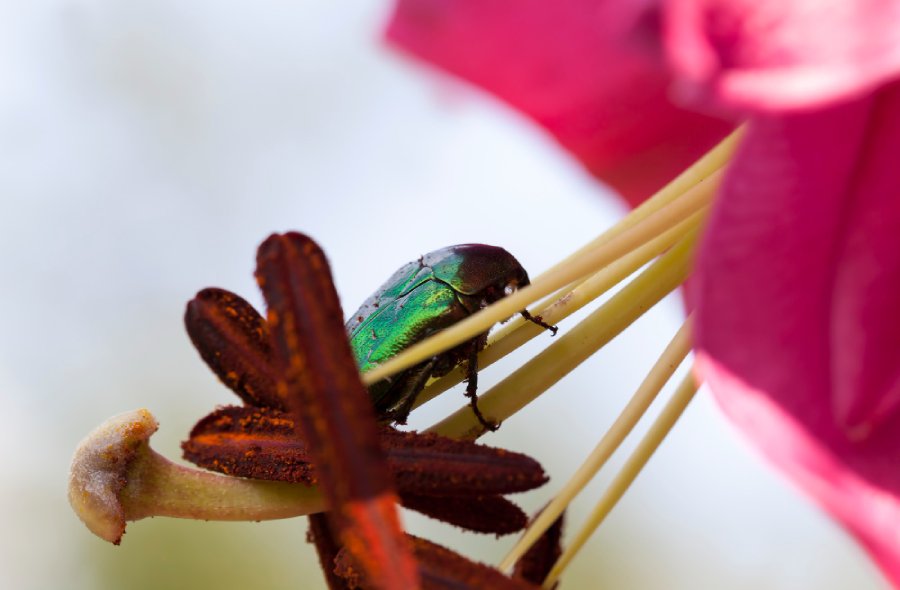 Le scarabee allie du jardin et de la biodiversite