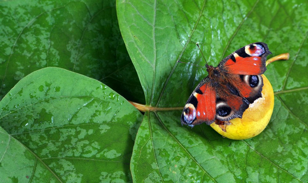 Amis pollinisateurs des abeilles et preservation de la biodiversite