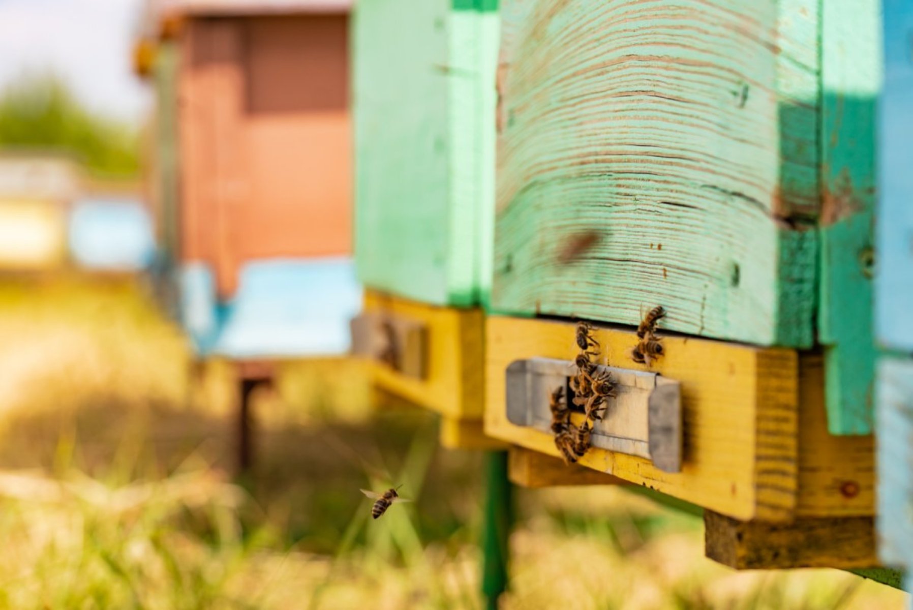 Mais Pourquoi vouloir sauver les abeilles