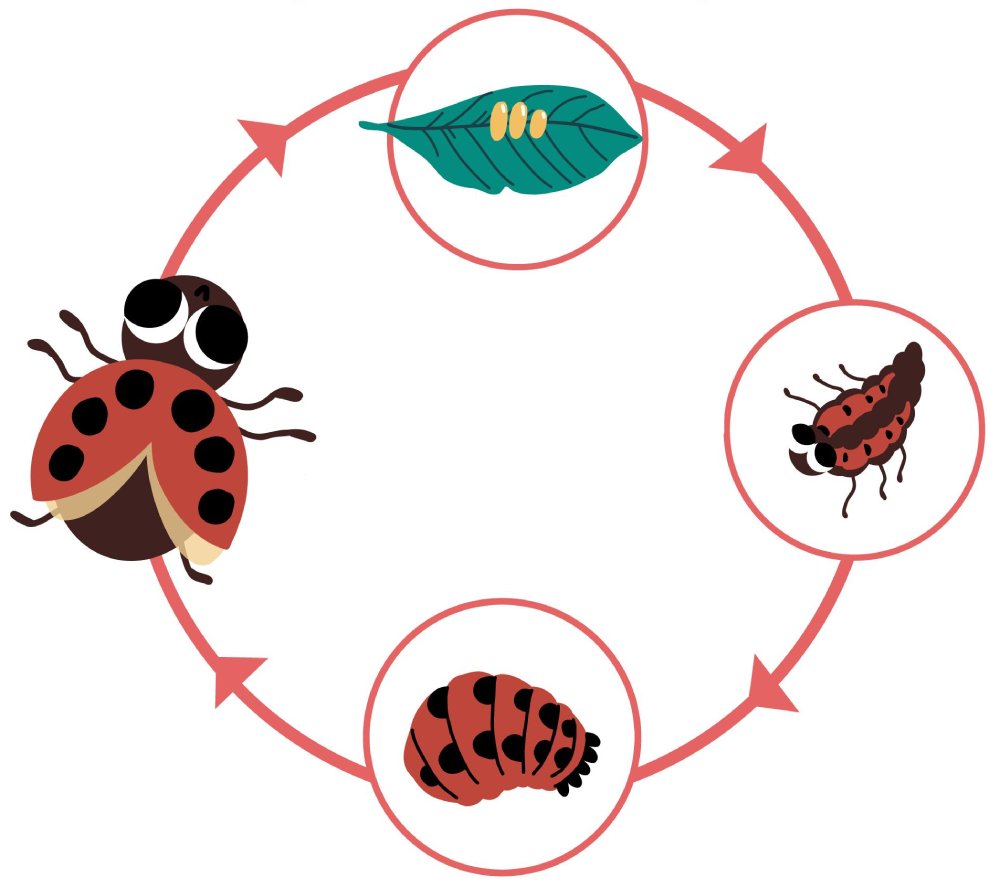 Bijoux et accessoires inspires de la coccinelle porte-bonheur