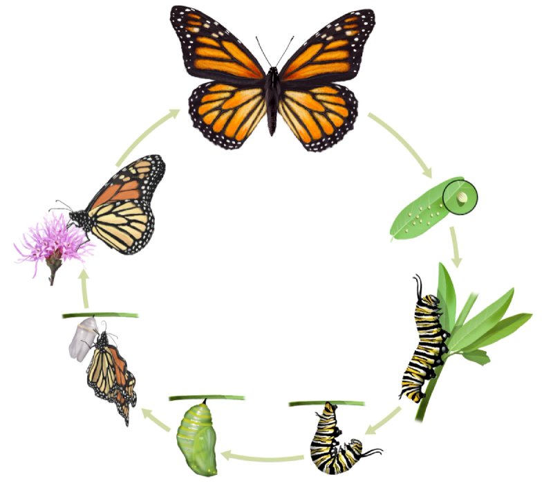 Bijoux et accessoires inspires du papillon et de ses couleurs