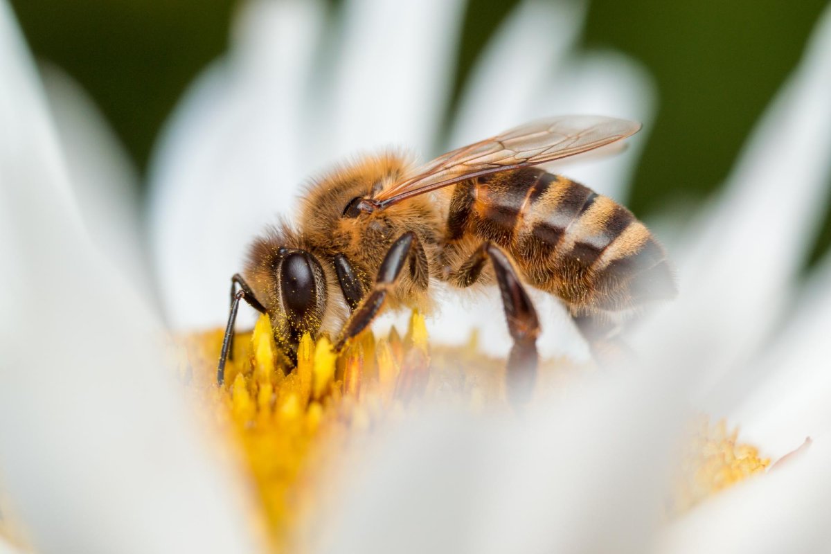 Quel est le rôle de l’abeille dans l'écosystème