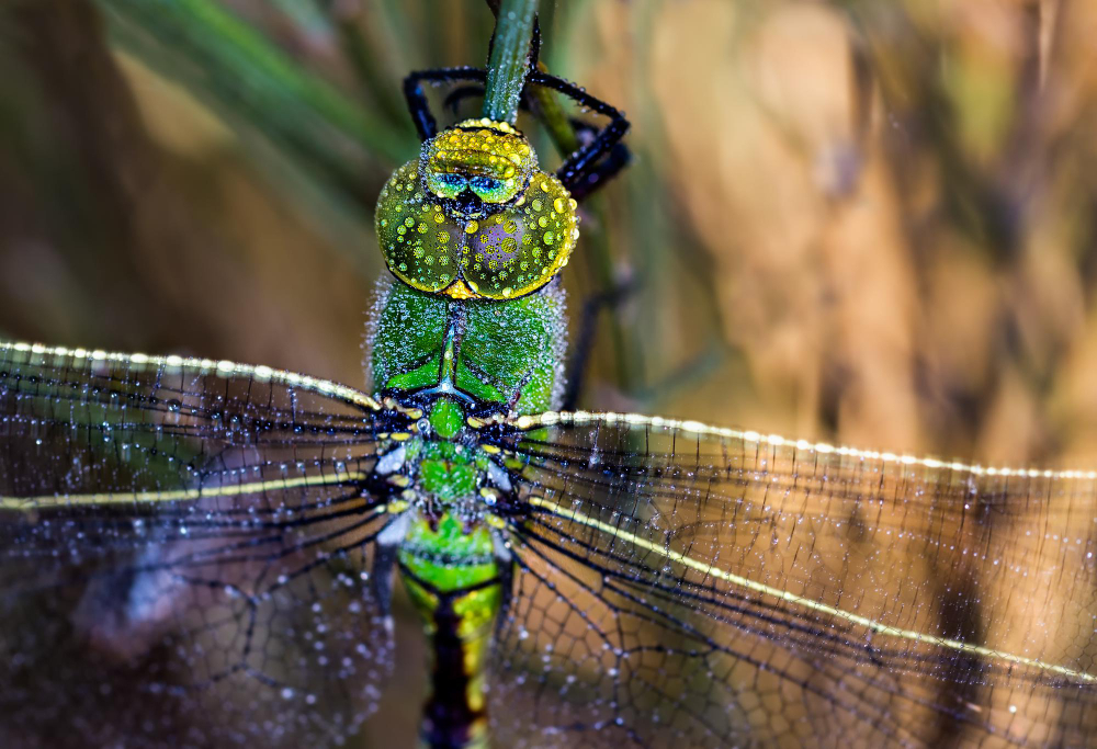 La libellule alliee du jardin et de la biodiversite