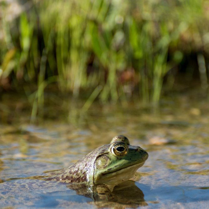 Bijoux et accessoires inspires de la grenouille et de la nature
