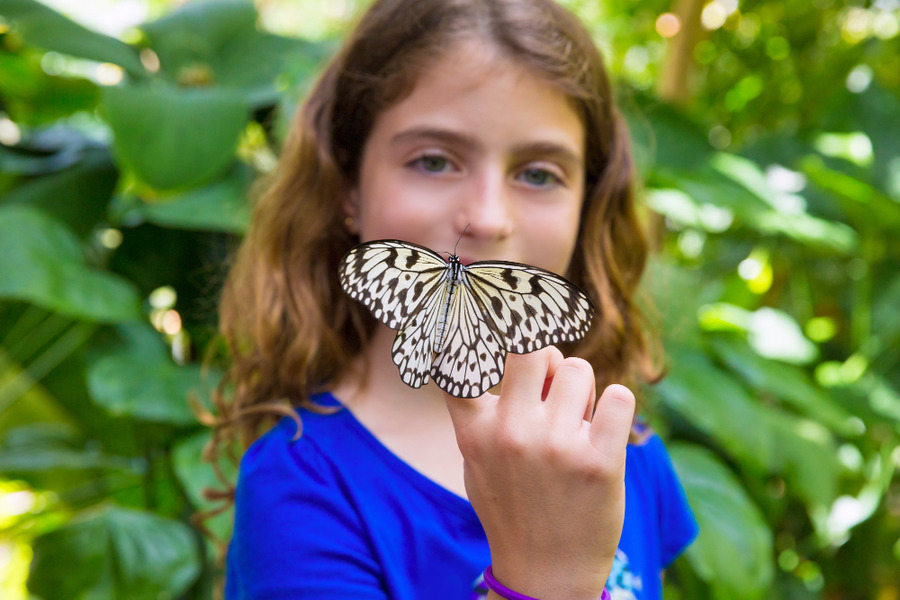 Le papillon pollinisateur allie du jardin et de la biodiversite