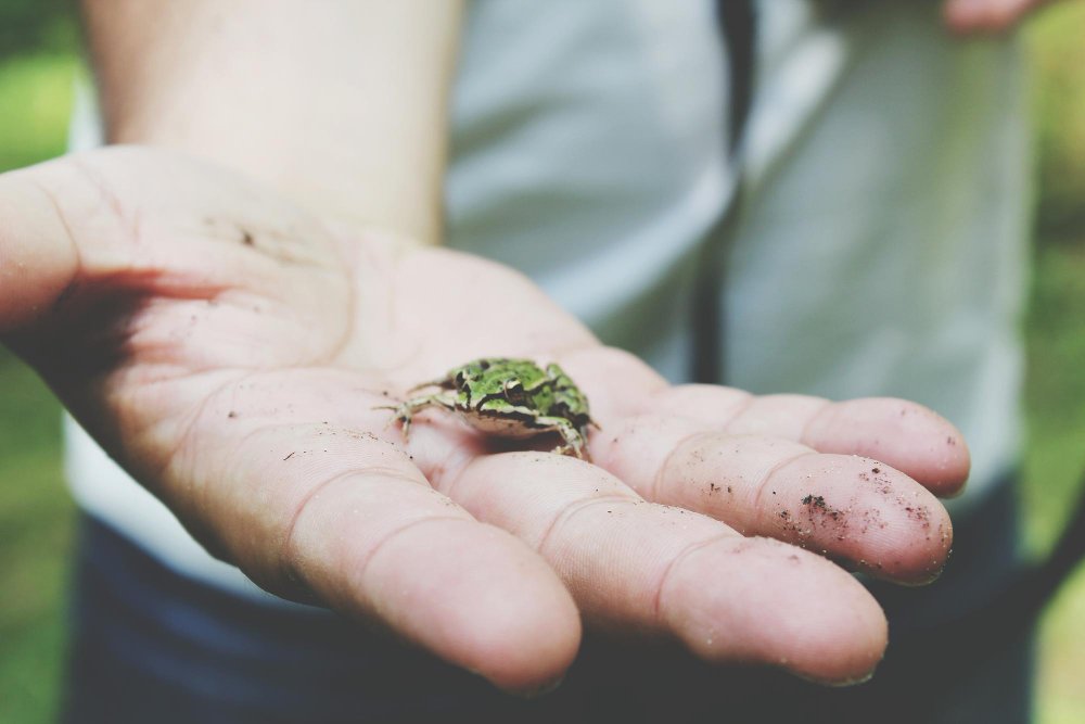 Idees pour proteger et celebrer les pollinisateurs au jardin et en ville