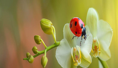 Coccinelles