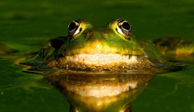 Grenouilles
