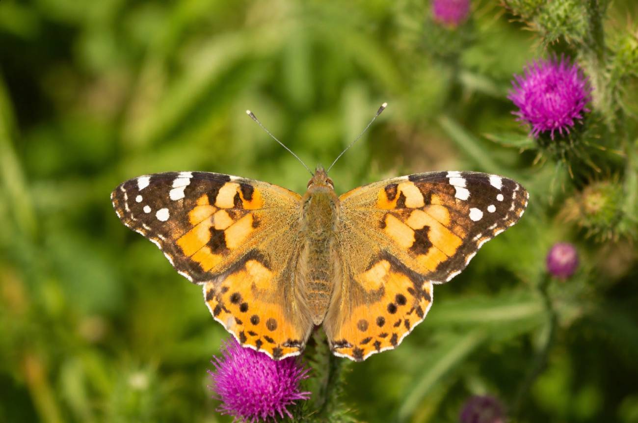 Belle-dame posée sur une fleur de chardon