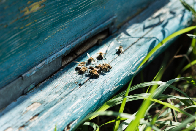 produits dérivés à l'effigie de l'abeille