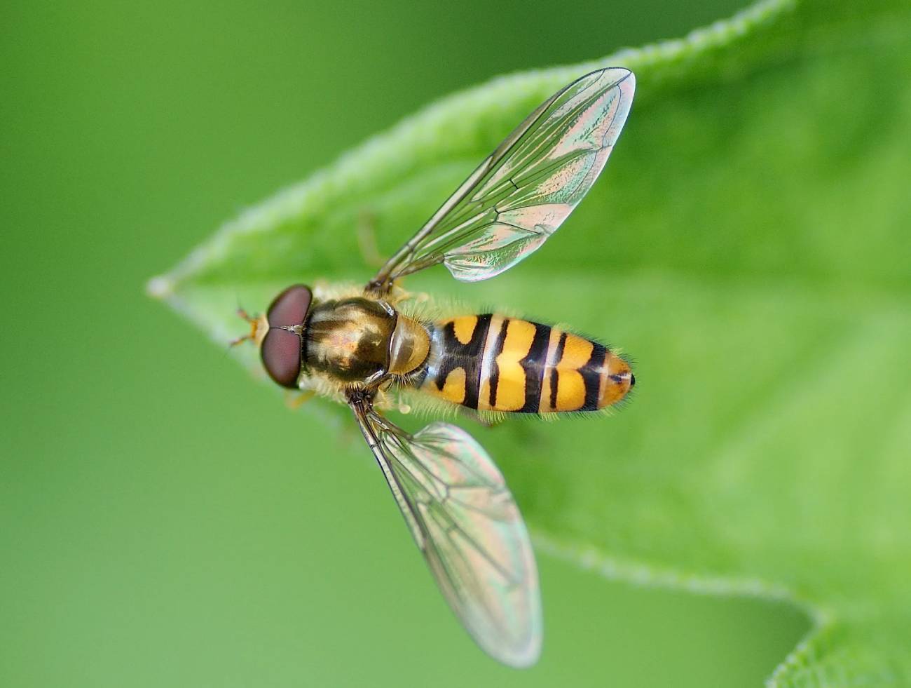 Syrphe vu de dessus, ailes déployées, posé sur une feuille verte