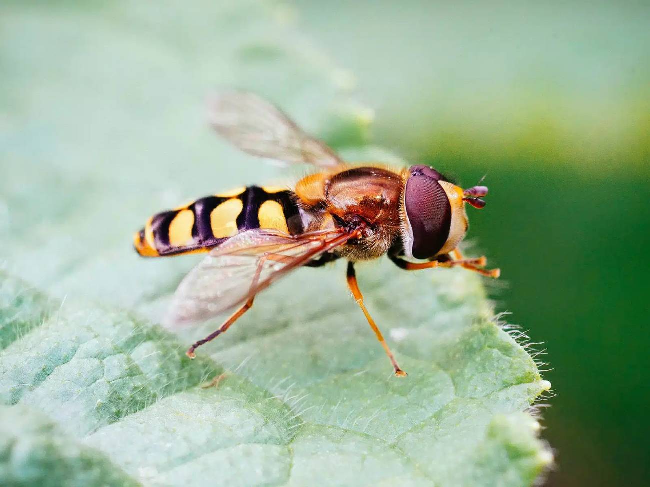 Syrphe rayé jaune et noir posé sur une feuille au jardin