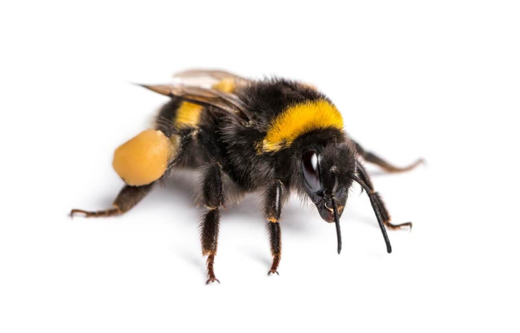 Découvrez le faux bourdon, l'abeille mâle dans la ruche — free download