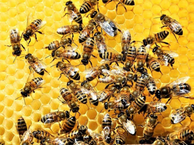 Qu’est-ce qu’une abeille domestique ?