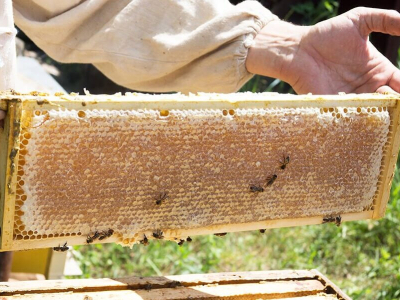 Qu'est-ce que la cire d'abeille ?