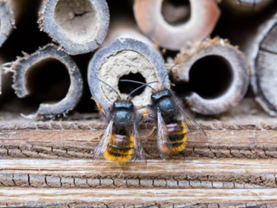 Qu’est-ce qu’une abeille solitaire ?  